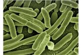 Bakteria E. coli w wodzie - występowanie, objawy, zwalczanie