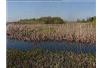 Wysycha Narew